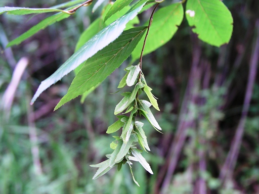 กากหมาก Balanophora latisepala (Tiegh.) Lecomte<br/>BALANOPHORACEAE